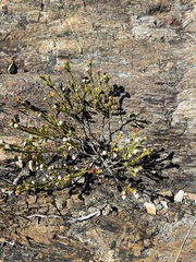 Phylica debilis debilis