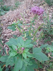 Polanisia dodecandra riograndensis