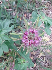 Polanisia dodecandra riograndensis