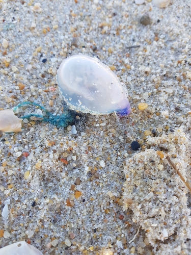 photo of Portuguese Man O' War (Physalia physalis)