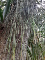 Rhipsalis baccifera