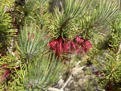 Melaleuca rupestris