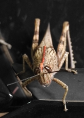 Anacridium aegyptium