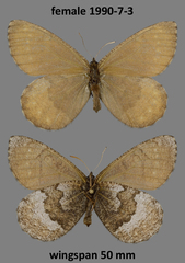 Oeneis philipi