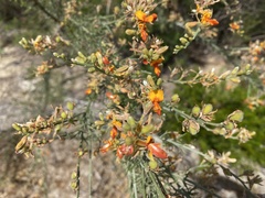 Jacksonia furcellata