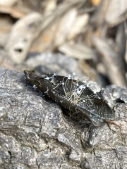 Mycena quercus-ilicis