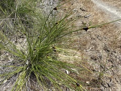 Mesomelaena tetragona