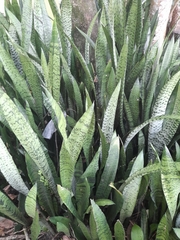 Sansevieria trifasciata