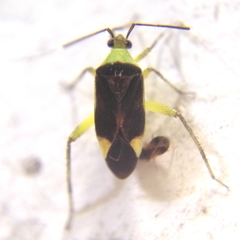 Notholopus