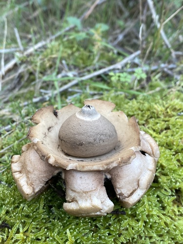 Collared Earthstar