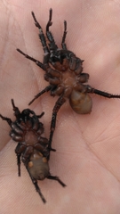 Myrmekiaphila