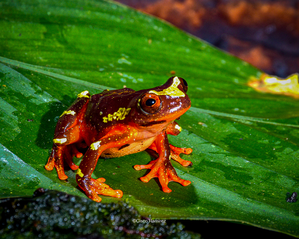 Shreve's Sarayacu Treefrog