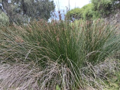 Juncus kraussii