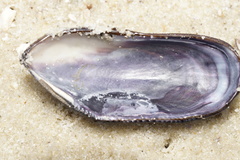 Brachidontes