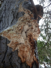 Rigidoporus corticola