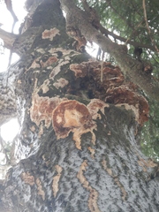 Rigidoporus corticola