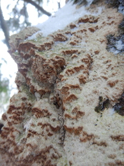 Rigidoporus corticola
