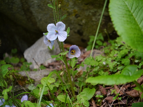 Meconopsis aculeata, photograph 5