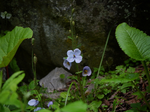 Meconopsis aculeata, photograph 4