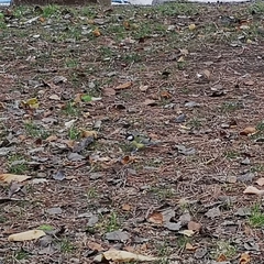 Parus major
