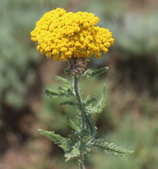 Achillea arabica