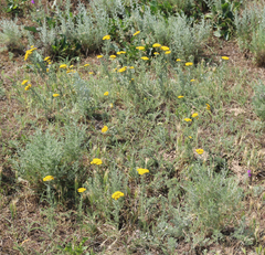Achillea arabica