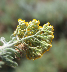 Achillea arabica