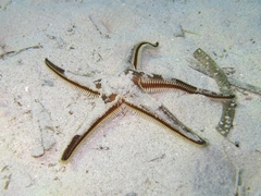 Astropecten bispinosus