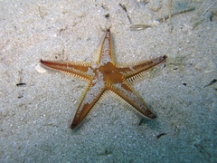 Astropecten bispinosus
