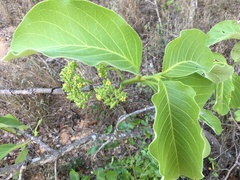 Vangueria