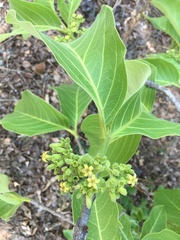 Vangueria