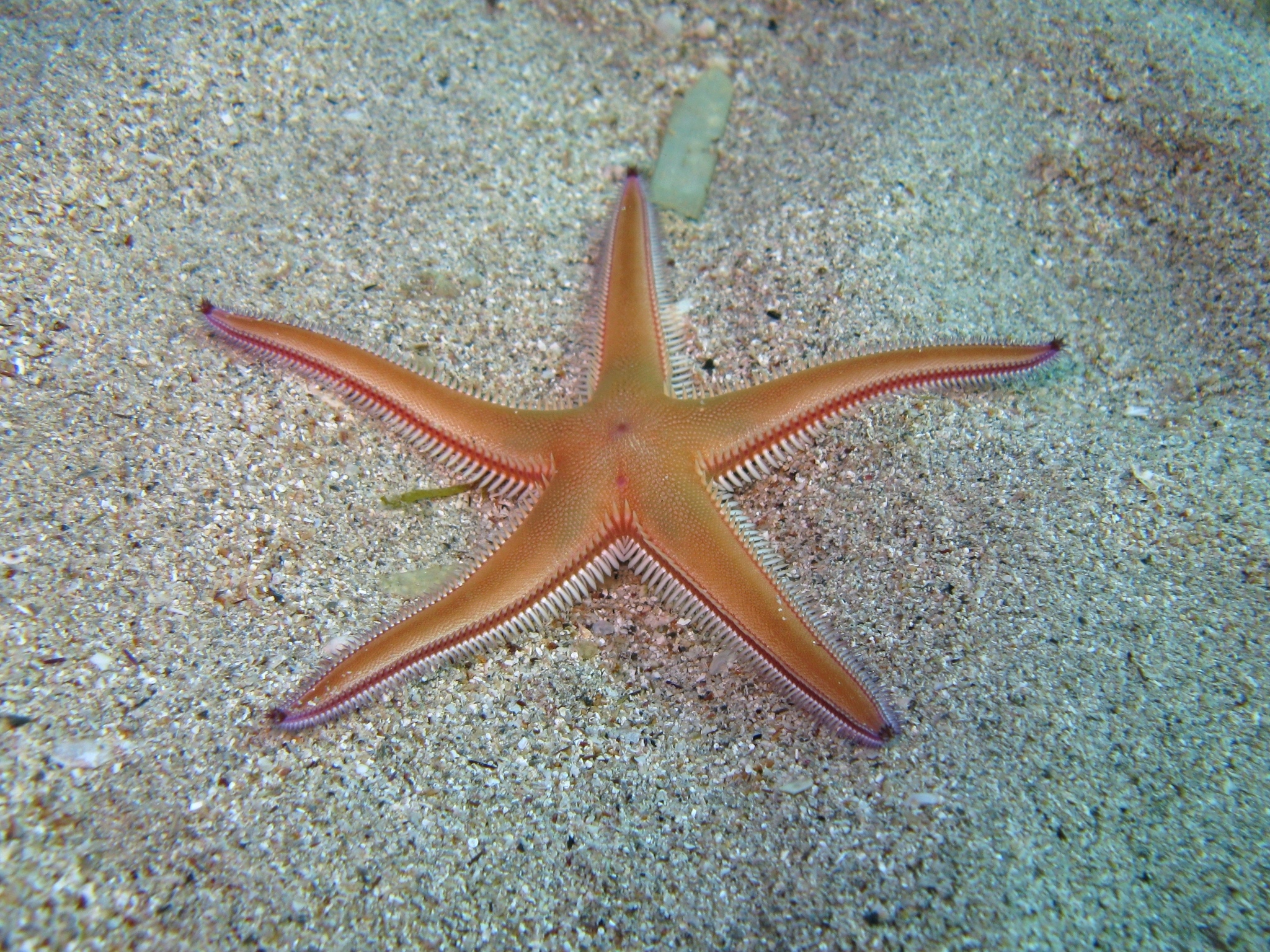 astropecten aurantiacus