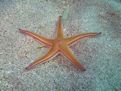 Astropecten bispinosus