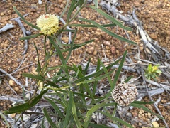 Isopogon sphaerocephalus