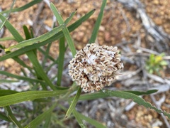 Isopogon sphaerocephalus