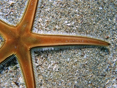 Astropecten bispinosus