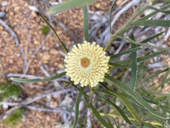 Isopogon sphaerocephalus