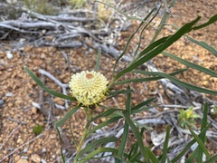 Isopogon sphaerocephalus