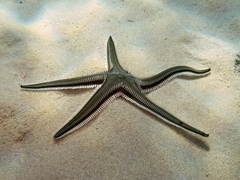 Astropecten bispinosus