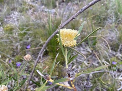 Isopogon sphaerocephalus