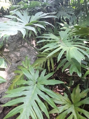 Thaumatophyllum bipinnatifidum