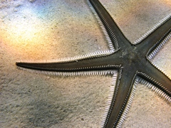 Astropecten bispinosus