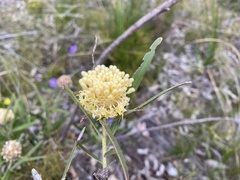 Isopogon sphaerocephalus