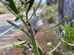 Isopogon sphaerocephalus