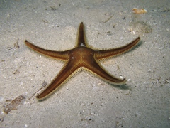 Astropecten bispinosus