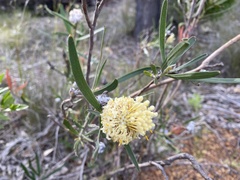 Isopogon sphaerocephalus