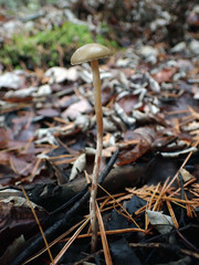 Phaeonematoloma myosotis