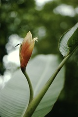 Heliconia episcopalis