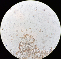 Phaeonematoloma myosotis