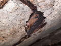 Rhinolophus pusillus